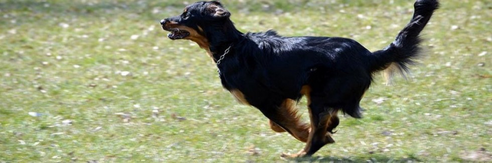 HundeGassitreff Online zum Gassi gehen verabreden und schöne Orte